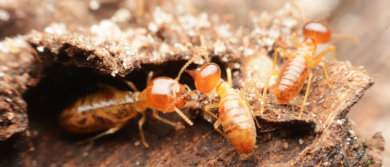 Close-up of subterranean termite soldiers and workers — the most damaging termite species in Phoenix, AZ